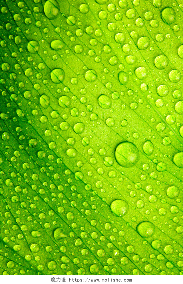 美丽的绿叶和水滴美丽的绿叶和水滴
